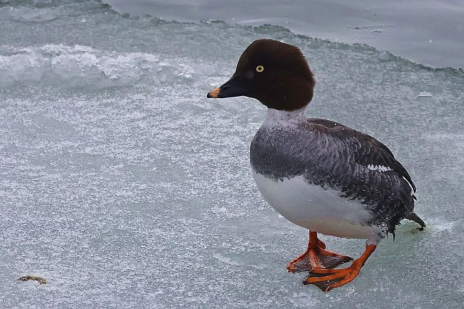 gągoł  - Krzysztof Czajowski