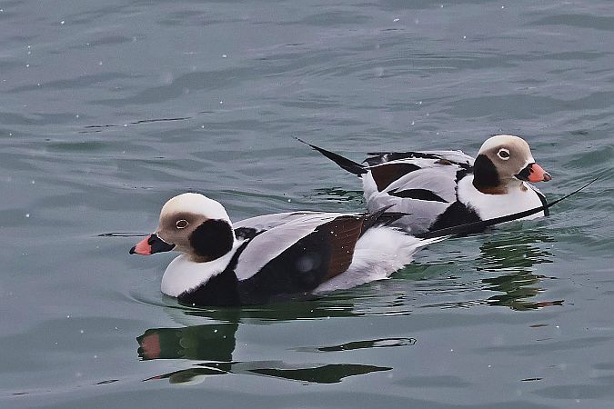 Harelde boréale  - Krzysztof Czajowski