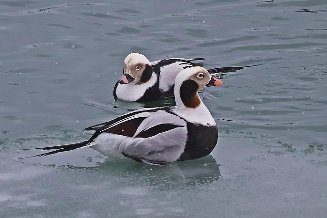 lodówka  - Krzysztof Czajowski
