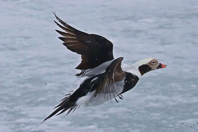 lodówka  - Krzysztof Czajowski