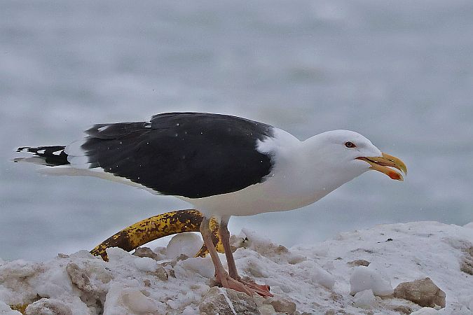 mewa siodłata  - Krzysztof Czajowski