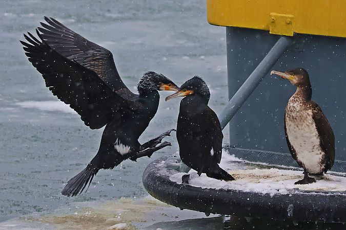 kormoran  - Krzysztof Czajowski