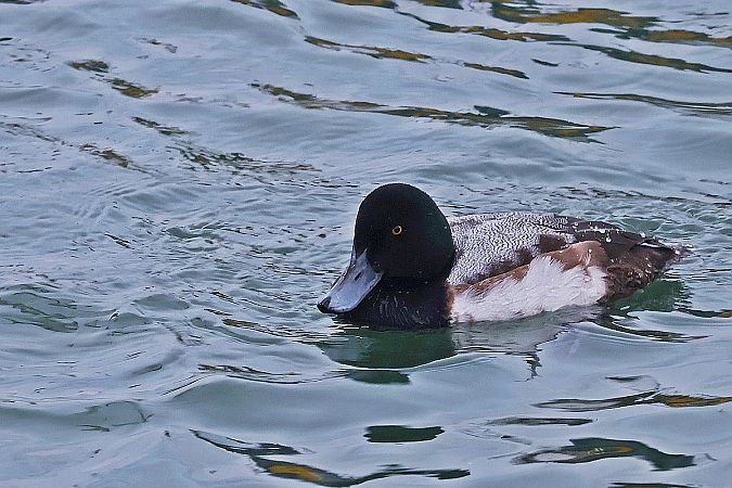 ogorzałka  - Krzysztof Czajowski