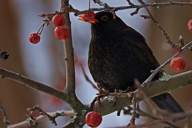 Amsel  - Krzysztof Czajowski