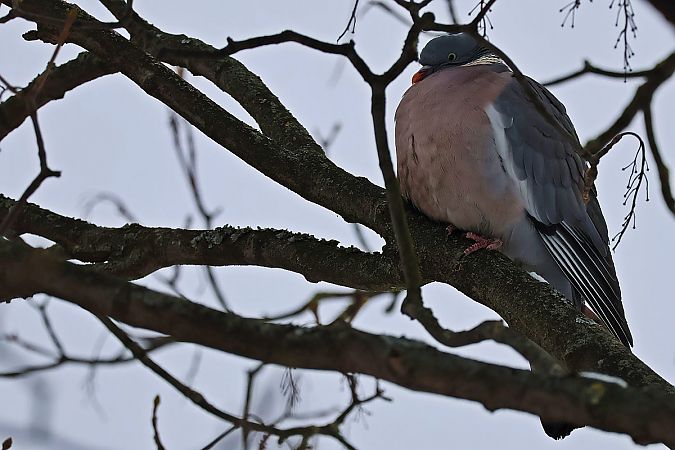 Pigeon ramier  - Krzysztof Czajowski