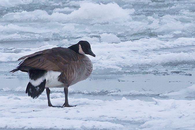 Kanadagans  - Krzysztof Czajowski