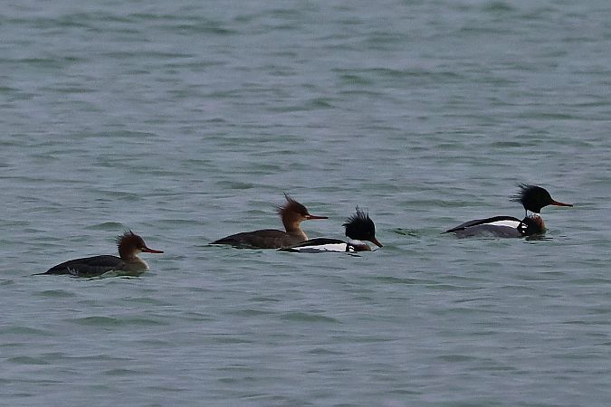 szlachar  - Krzysztof Czajowski