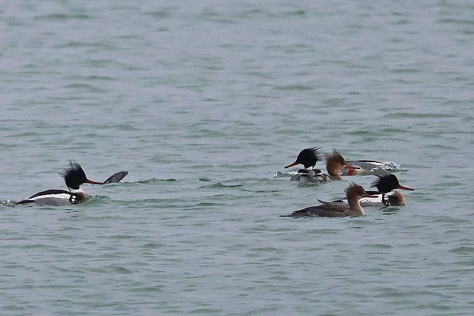 Mittelsäger  - Krzysztof Czajowski