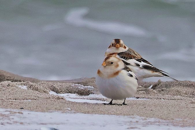 śnieguła  - Krzysztof Czajowski