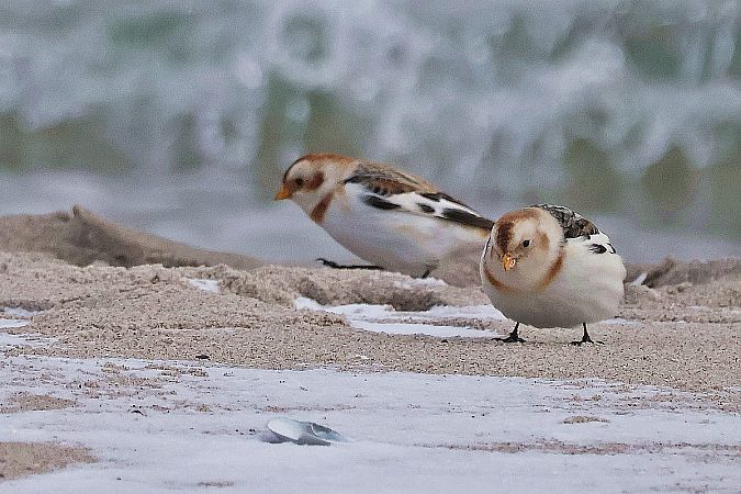 Schneeammer  - Krzysztof Czajowski