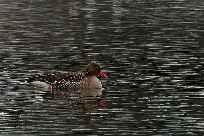 gęgawa  - Krzysztof Czajowski