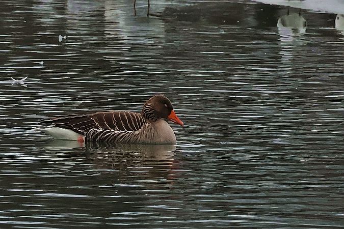 gęgawa  - Krzysztof Czajowski