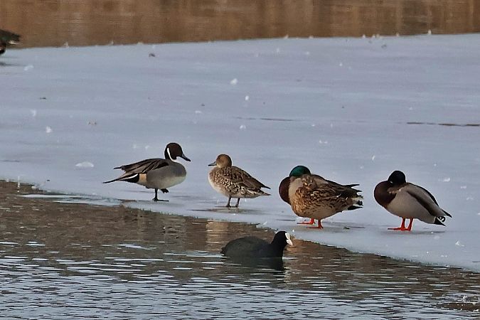 rożeniec  - Krzysztof Czajowski