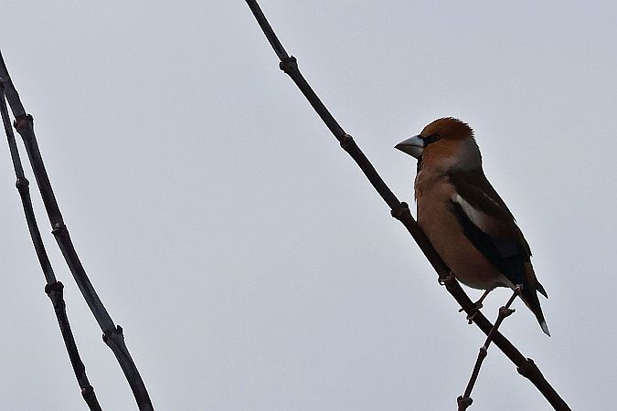 grubodziób  - Krzysztof Czajowski