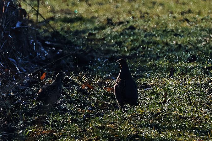 kuropatwa  - Krzysztof Czajowski