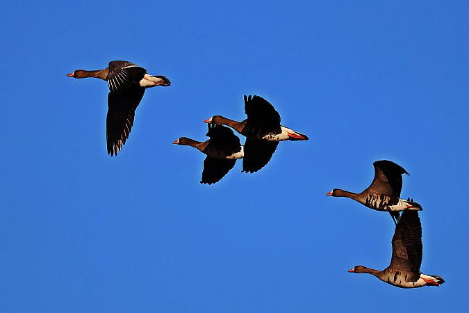 gęś białoczelna  - Krzysztof Czajowski