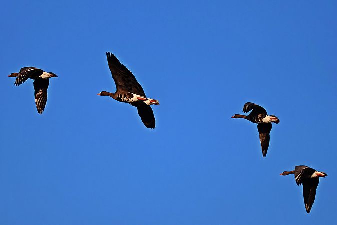 Oie rieuse  - Krzysztof Czajowski