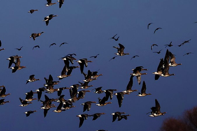 Oie rieuse  - Krzysztof Czajowski