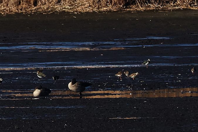 Kampfläufer  - Krzysztof Czajowski