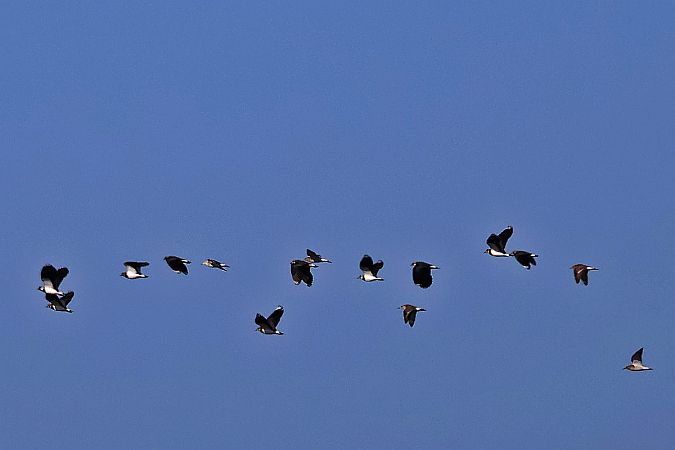 Kampfläufer  - Krzysztof Czajowski