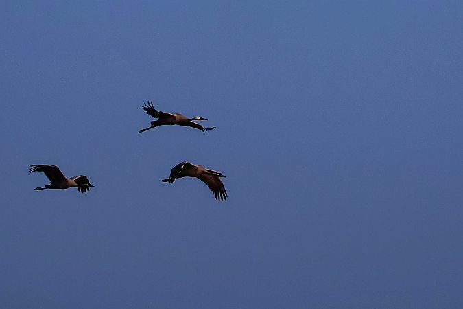 żuraw  - Krzysztof Czajowski