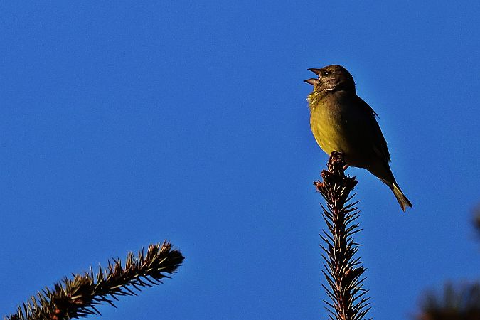 dzwoniec  - Krzysztof Czajowski
