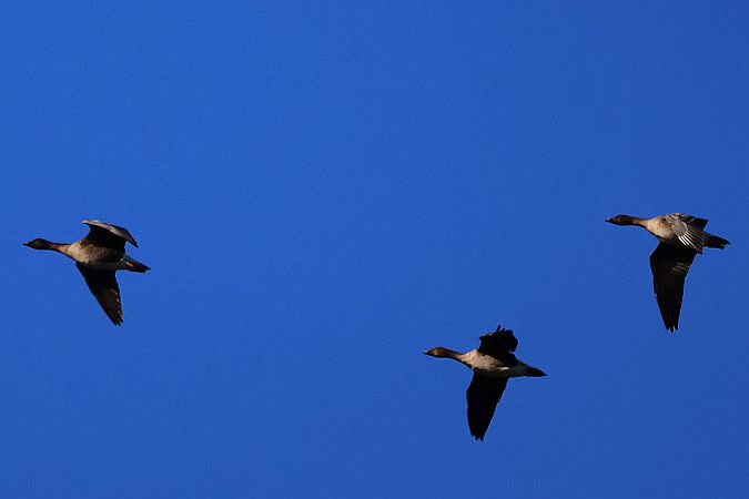 gęś tundrowa  - Krzysztof Czajowski