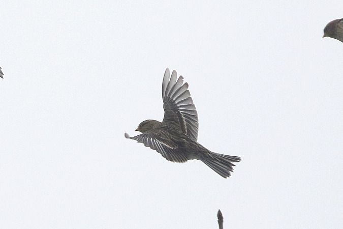 rzepołuch  - Szymon Kulesza