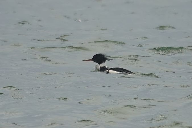 szlachar  - Grażyna Gołuchowska