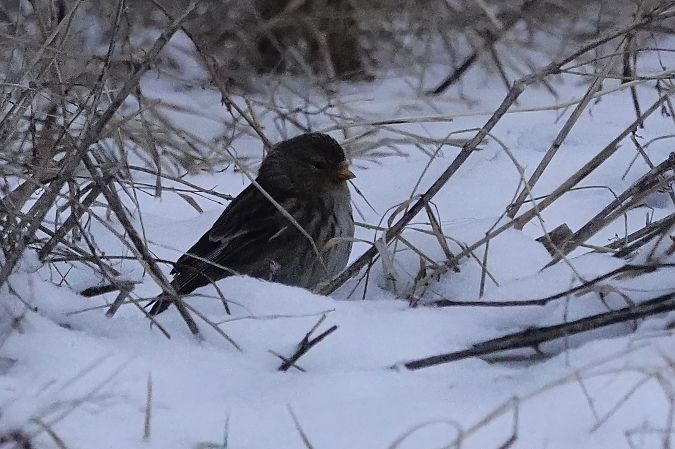 rzepołuch  - Grażyna Gołuchowska