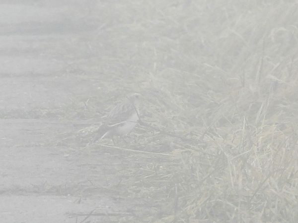 śnieguła  - Mirosław Nowicki