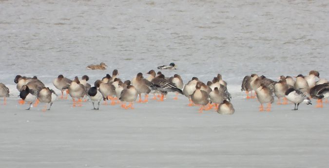 bernikla białolica  - Mirosław Nowicki