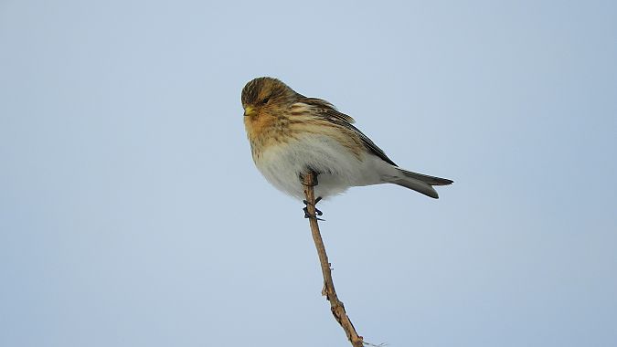 Linotte à bec jaune  - Paweł Rejmak