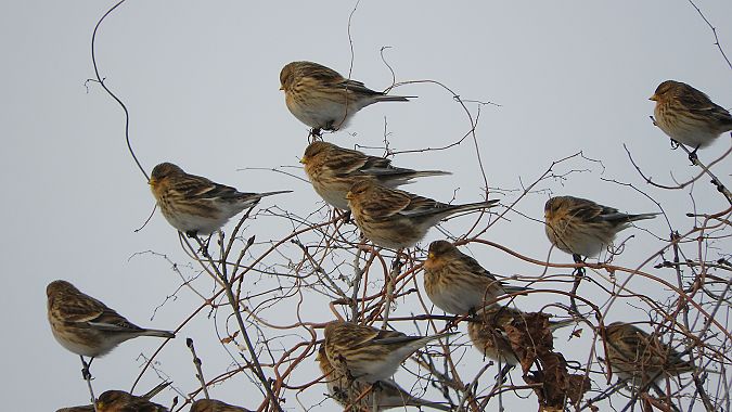Linotte à bec jaune  - Paweł Rejmak