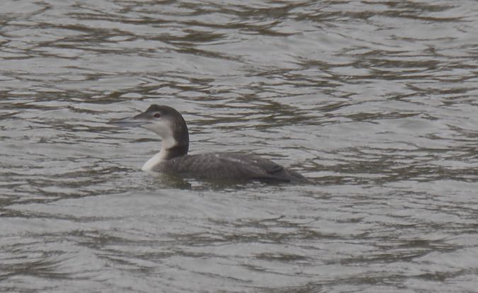 Eistaucher  - Piotr Mazgaj