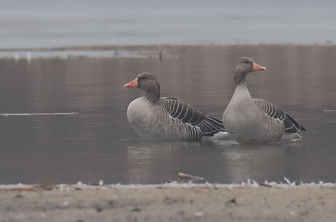 gęgawa  - Henryk Piernikarczyk