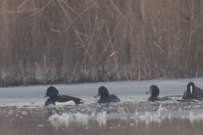 czernica  - Henryk Piernikarczyk