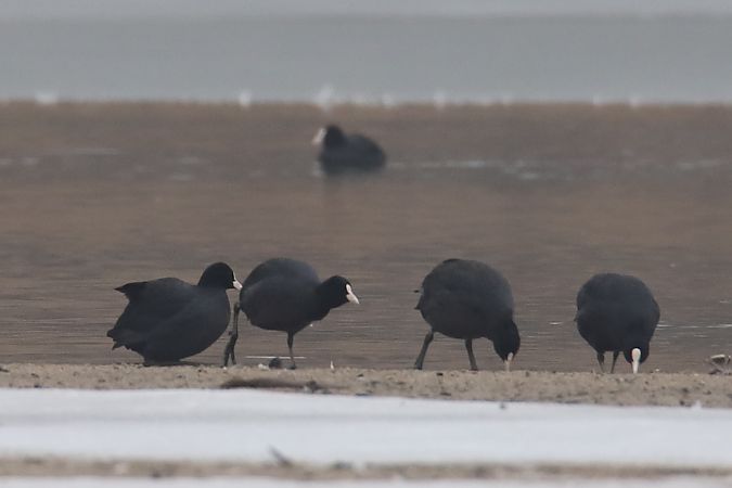 łyska  - Henryk Piernikarczyk