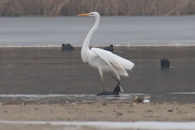 czapla biała  - Henryk Piernikarczyk