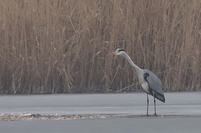 czapla siwa  - Henryk Piernikarczyk