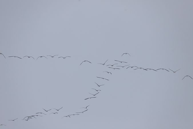 gęsi północne A.albifrons/fabalis/serrirostris  - Henryk Piernikarczyk