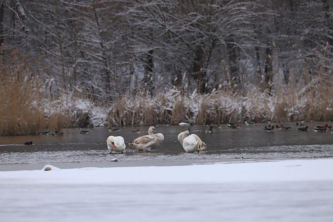 łabędź niemy  - Henryk Piernikarczyk