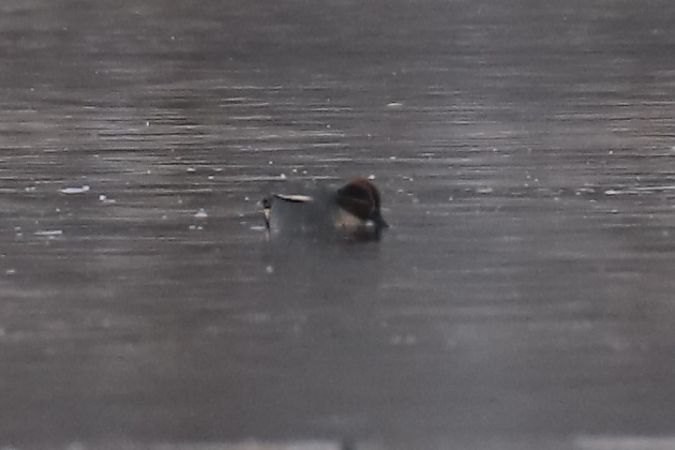 Krickente  - Henryk Piernikarczyk