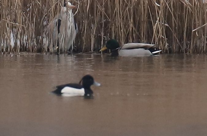 czernica  - Henryk Piernikarczyk