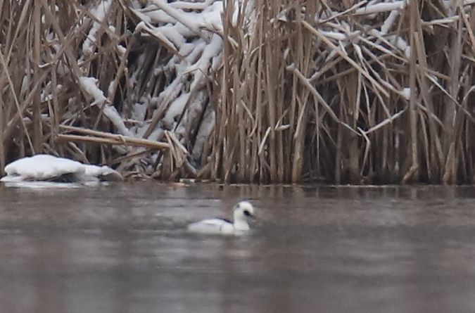 bielaczek  - Henryk Piernikarczyk