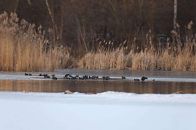łyska  - Henryk Piernikarczyk