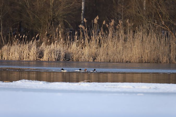 Gänsesäger  - Henryk Piernikarczyk