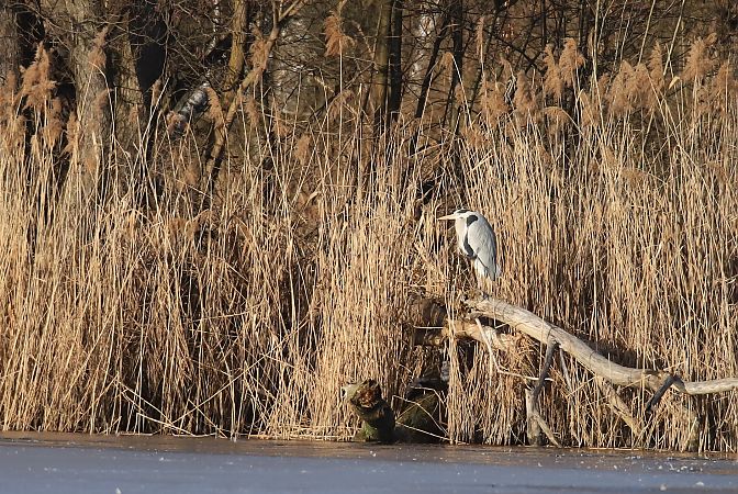 czapla siwa  - Henryk Piernikarczyk