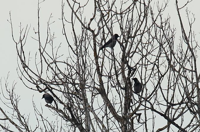 wrona (siwa, ssp. cornix)  - Henryk Piernikarczyk