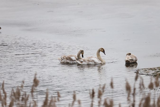 łabędź niemy  - Henryk Piernikarczyk